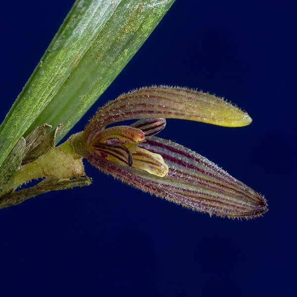 Pleurothallis vittata